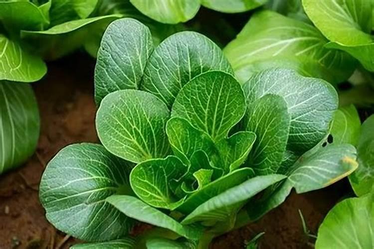 粉龙叶子卷曲原因与处理方法