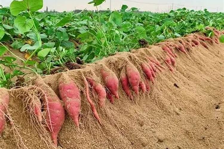 九寸红胡罗卜生长用期