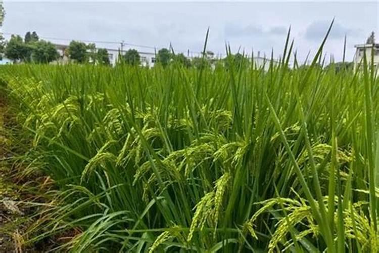 海藻多微缓释氮肥的作用与功效