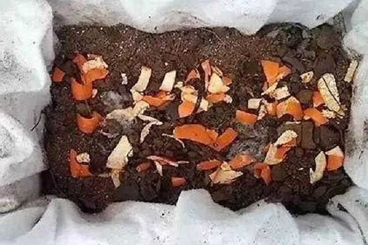 橘子皮怎么做花肥