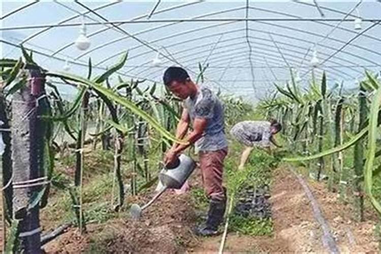 火龙果开花期肥水如何管理？