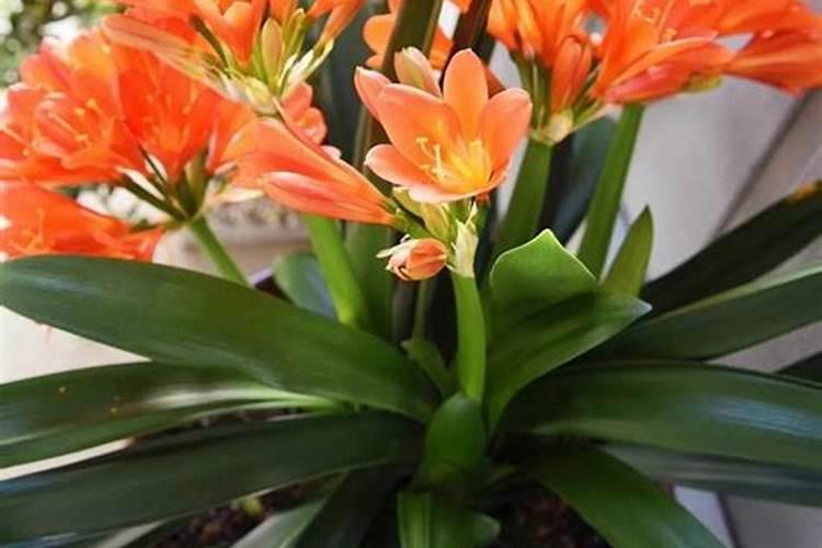 君子兰开花时需要什么肥料