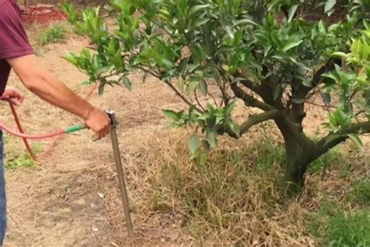 橙子施肥时间和方法