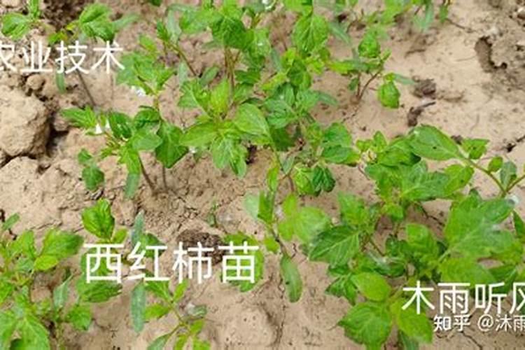 玉米喷完叶面肥多久能喷除草剂？