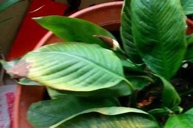 复合肥料撒到沙叁叶子上烧叶面吗