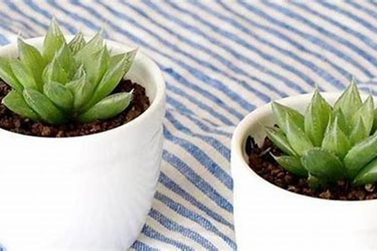 多肉植物可以用氮磷钾复合肥吗