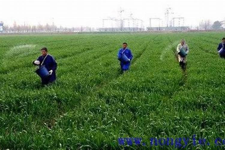 小麦专用肥都有什么牌子