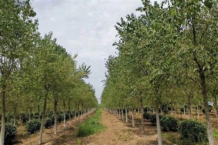 丝棉木种植前景怎么样？丝棉木的种植技术是什么？