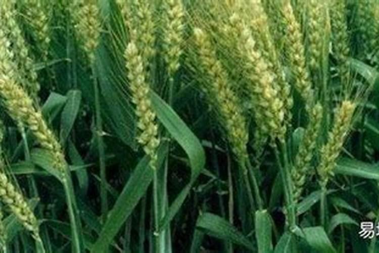 麦子上什么肥料好