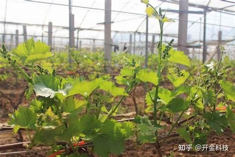 茄子几天浇一次水最好