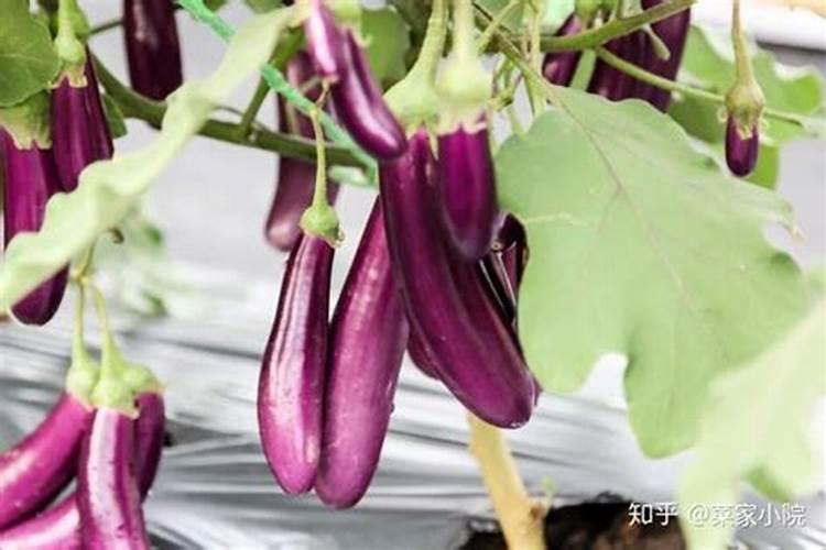 老师好茄子栽培怎么施肥？用什么肥料比较好？