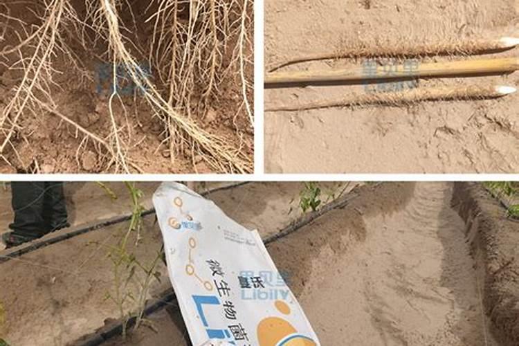 日喀则嵩草(关于日喀则嵩草的简介)