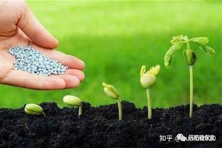 果树用碳铵是不是容易瘸烂