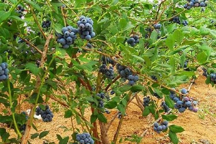 豌豆适合背阴处种植吗？