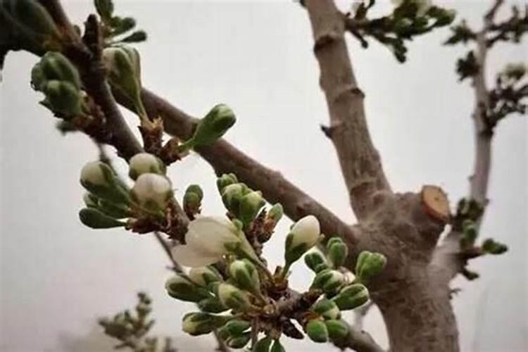 樱桃树不同的生长阶段,对水肥的要求都有哪些？