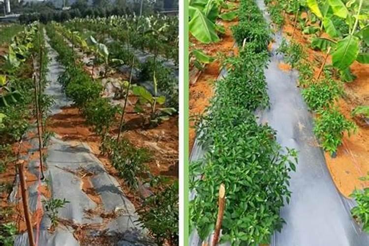 英文名字怎么起 我起的是叫joy。我本人姓冉 象我的用户名那样好吗？