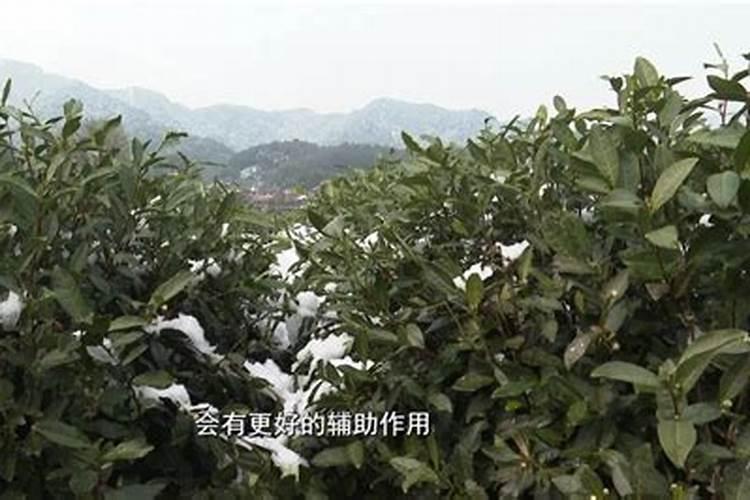 百奥植含腐植酸水溶肥料多少钱10升