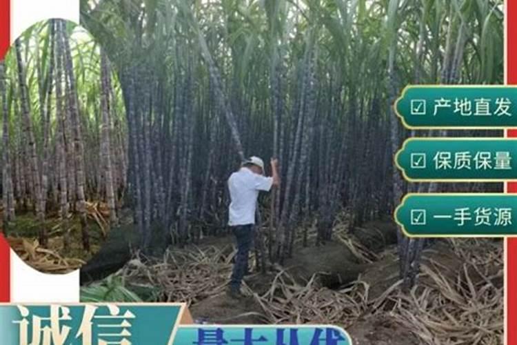 养花的土太硬了怎么办 如何解决