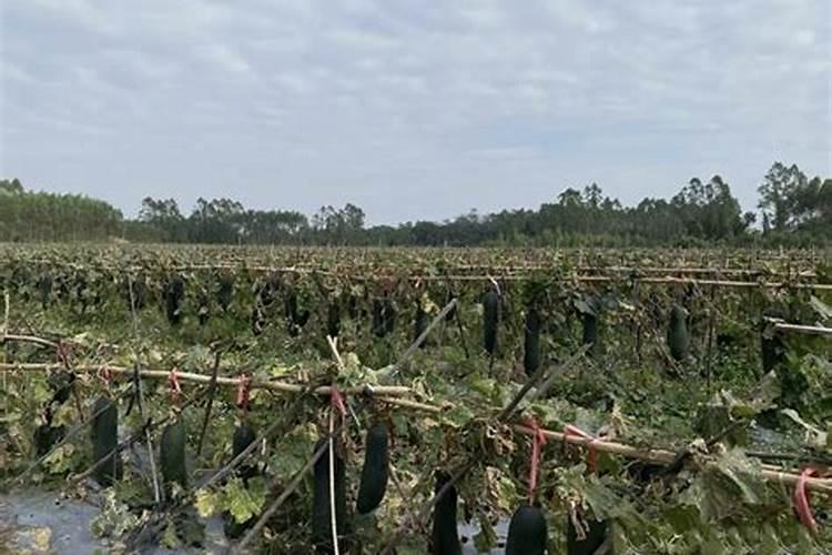 冬瓜药害,叶片变成老化,有什么办法使其迅速变绿