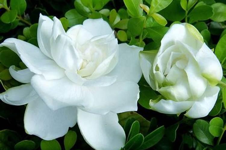 栀子花怎么促使开花