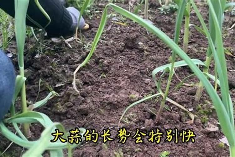 大蒜抽过蒜苔后还用施肥吗
