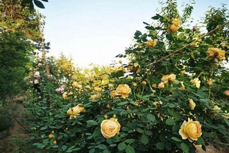 月季开花的时候可以施什么肥