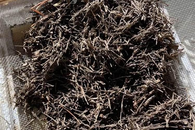 纯松针怎么发酵成花肥？