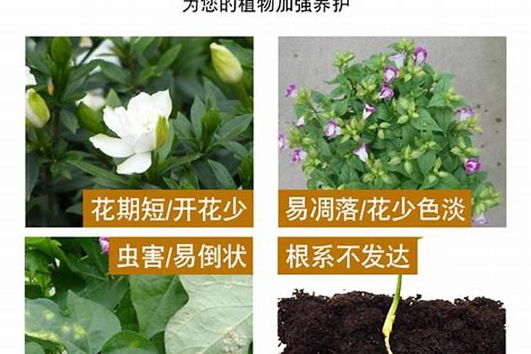 芸苔素浓度多少 月季