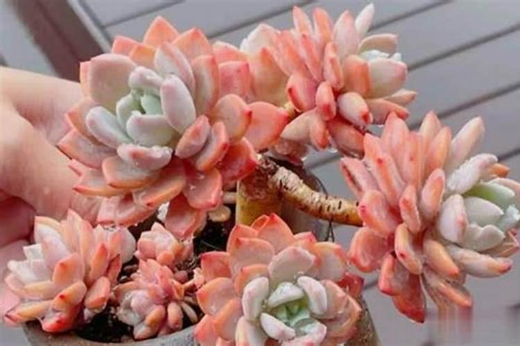 多肉服盆后多久可以施肥(新种的多肉怎么施肥长得好)