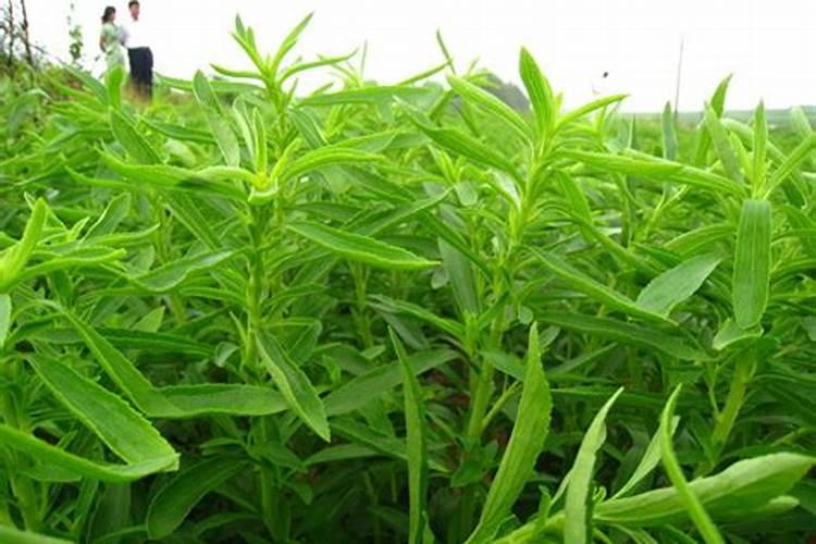 菜叶发黄打什么药,是什么原因导致的？怎么防治？