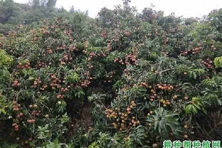 请问荔枝、追苗肥上什么最好？