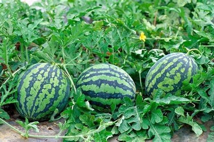 西瓜开花期施什么肥