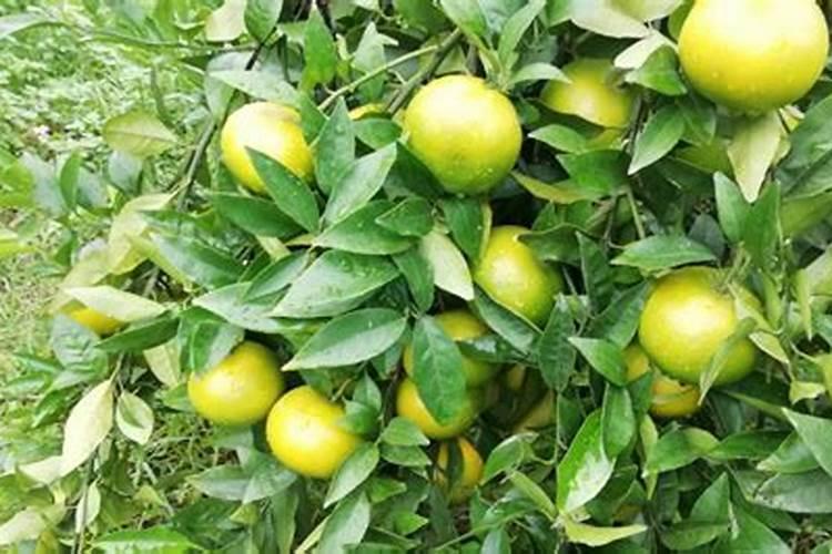 脐橙采果后喷什么叶面肥好