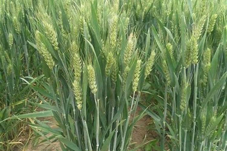 泰安化肥企业有哪些