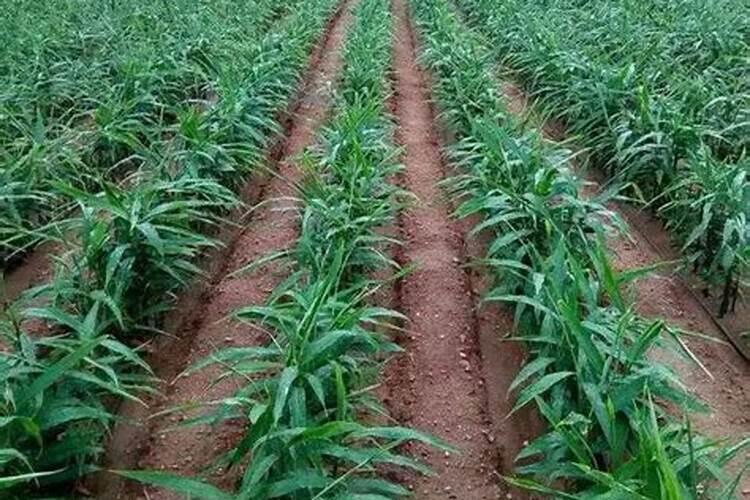 氮肥在春季施还是秋季施？听说秋施更好？