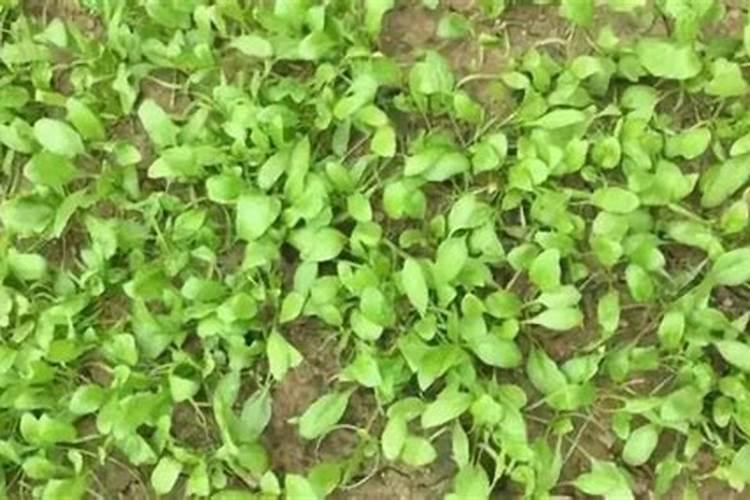 草莓怎么施肥和浇水