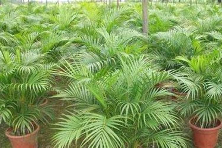 散尾葵该怎么养护？散尾葵的优缺点