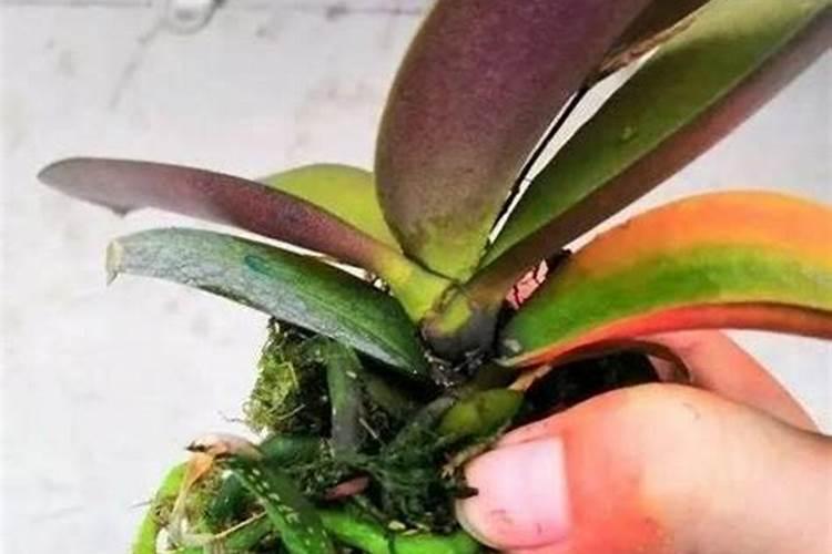 复合肥可以浇蝴蝶兰吗