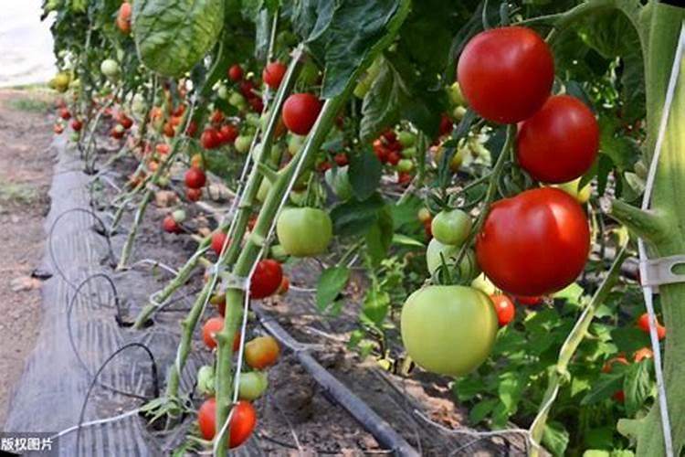 在番茄果实膨大期,应该怎样进行肥水的管理？
