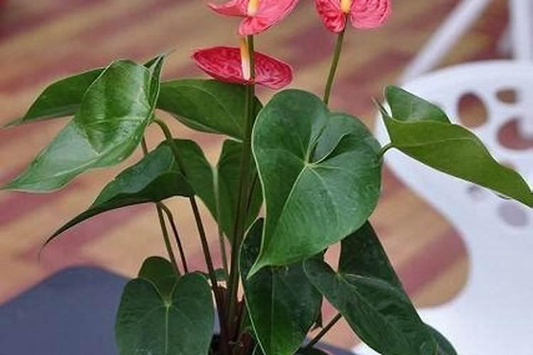 火鹤花怎么浇水