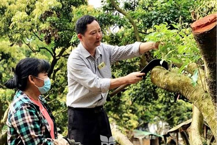 荔枝的合理施肥方法