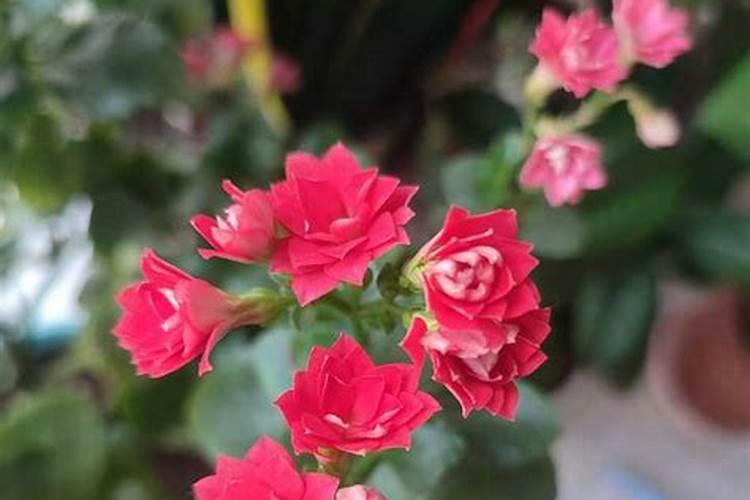 长寿花施肥方法时间 长寿花什么时候施肥