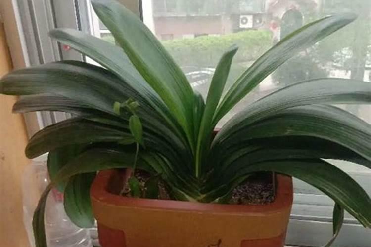 含腐植酸水溶肥料可以浇哪些花