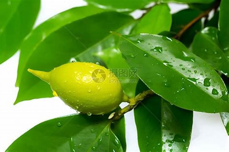尿素可以兑水浇花吗