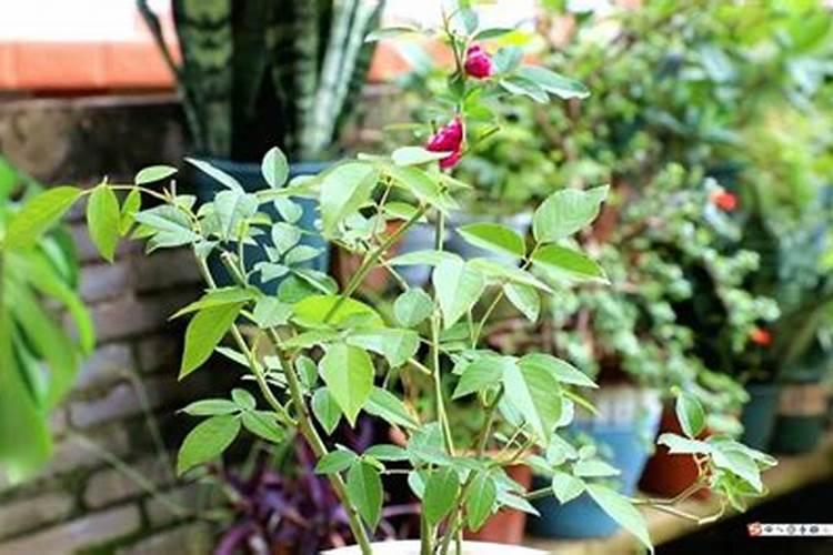 为什么家庭养花还是会造成脂肪损伤？