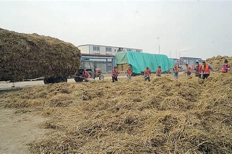 玉米秸秆怎么处理才能当肥料