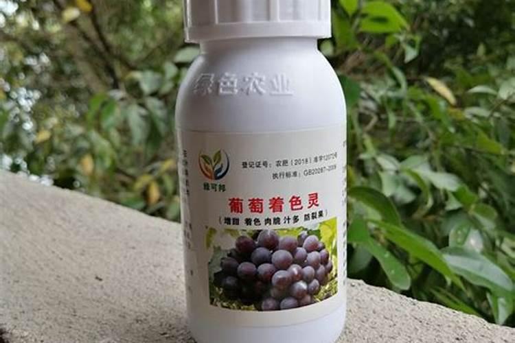 澳洲腊梅花怎么水养花期长