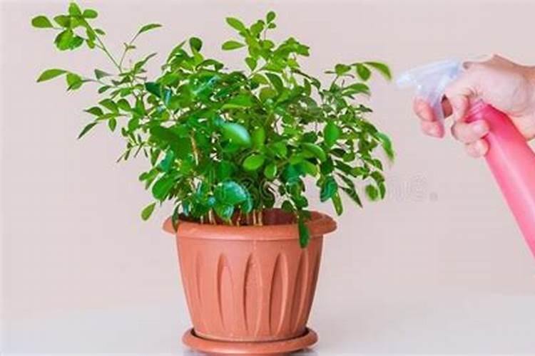 叶面肥过量如何挽救