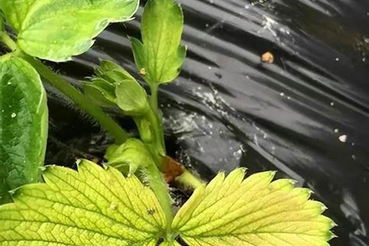 微量元素水溶肥多花晶十聚合硫体硼作用多少钱一瓶