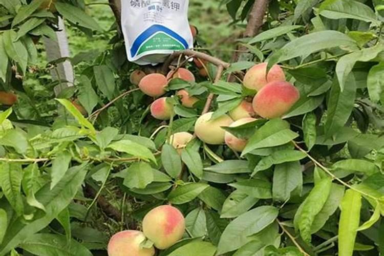 桃树对养分的需求有哪些？桃子膨果期用什么肥好？